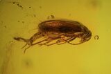 Fossil Beetle (Coleoptera) In Baltic Amber #39107-1